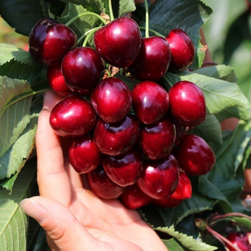 Extra large cherry saplings, American cherry saplings, perfume lemon saplings, fruit saplings planted in all seasons in the south and north