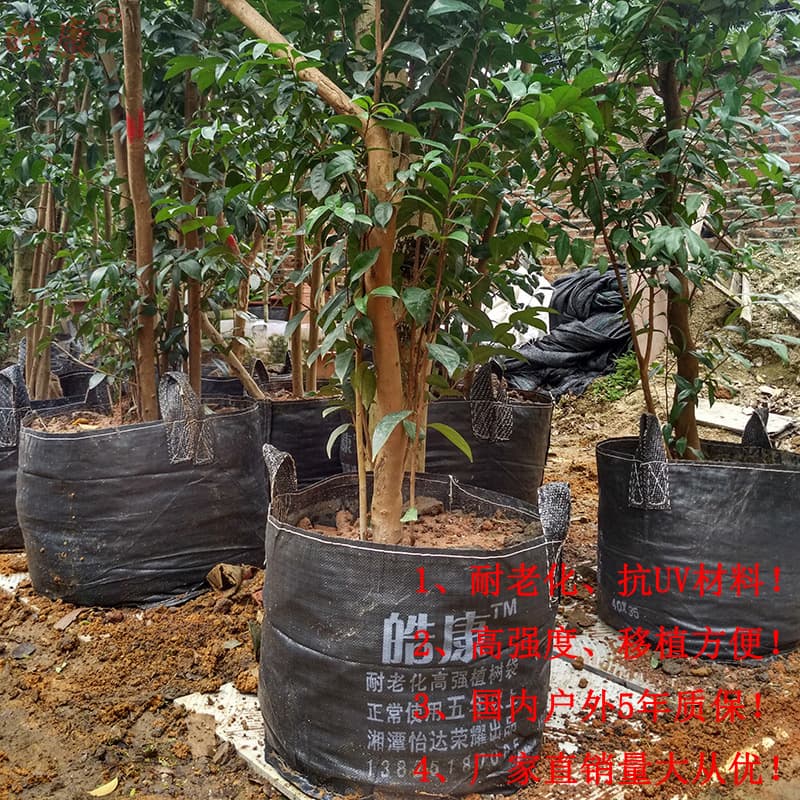 Haokang Wholesale Golden Camellia Planting Bag, Growth Bag Cultivation Bag, Root Control Container Breathable Anti-Root Rot Planting Bag