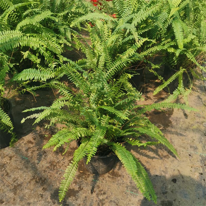 Nephrolepis Potted Plant Rib Grass Garden Matching Evergreen Shade-tolerant Fern Flower Border Plant Courtyard Balcony Plant