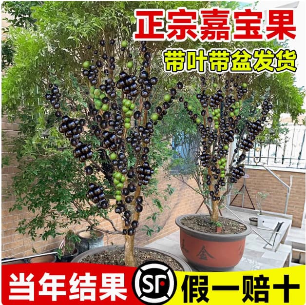 Jiabao fruit seedlings, grape seedlings, four-season early-bearing fruit seedlings, Taiwan variety garden fruit seedlings, potted plants, shipped with fruit