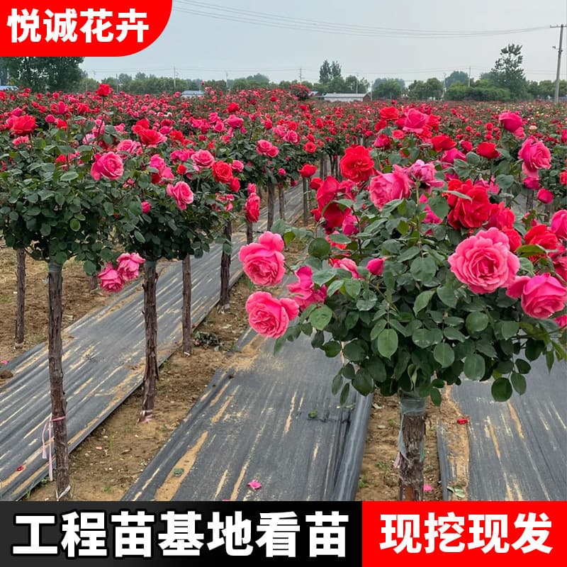 Tree stump rose tree wholesale courtyard potted grafted tree rose seedlings old stump four seasons blooming rose tree