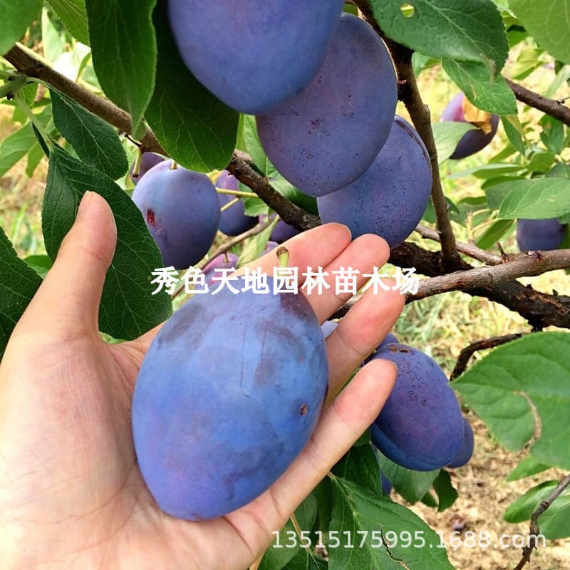 Blue Honey Prune Seedling, Cold-Hardy Xinjiang Prune Tree, French Prune, Potted or Garden Planting, Cold-Resistant Fruit Tree