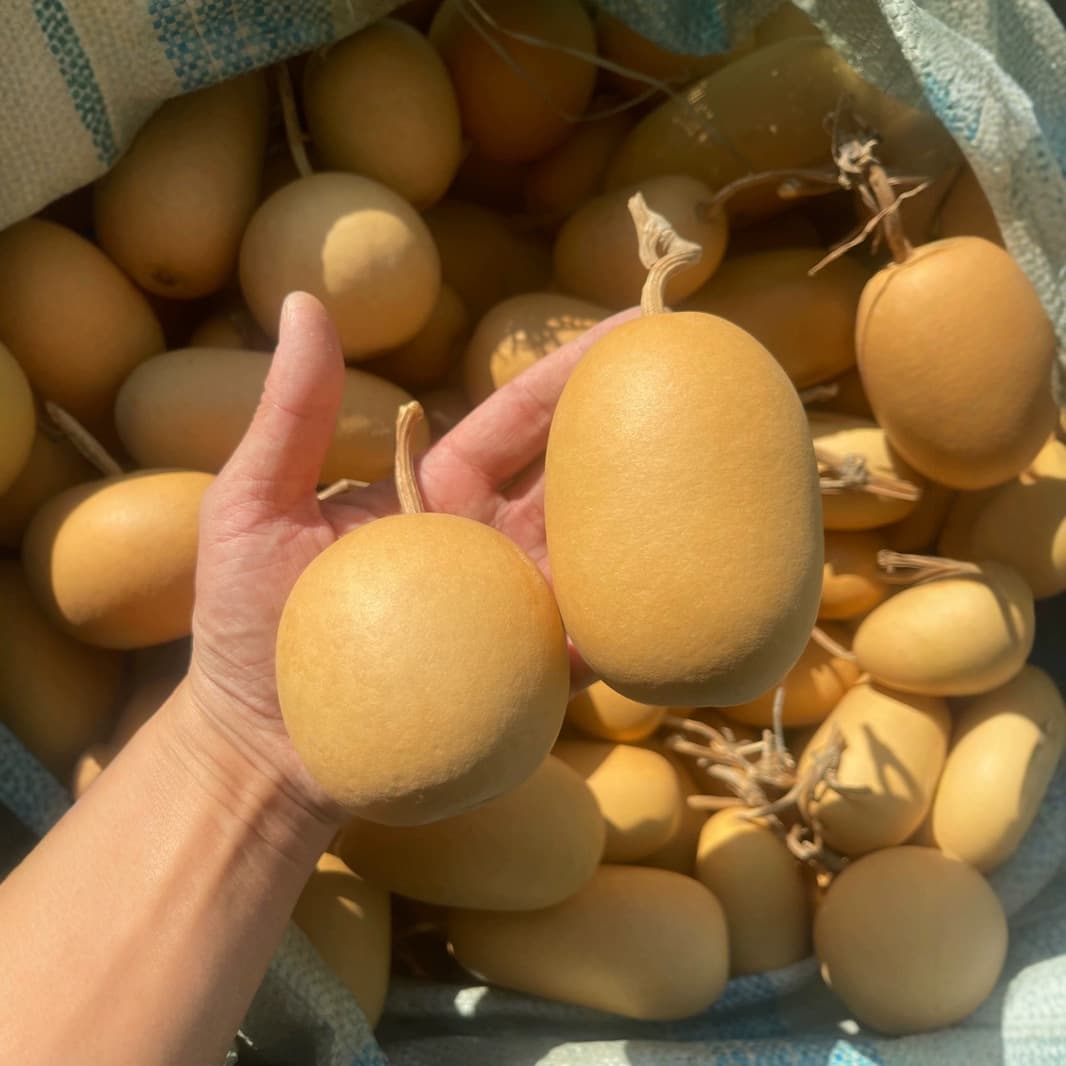 Natural Gourd, Winter Melon Gourd, Pumpkin Gourd, Novelty Handheld Ornament, Round Gourd, Live Stream Wholesale