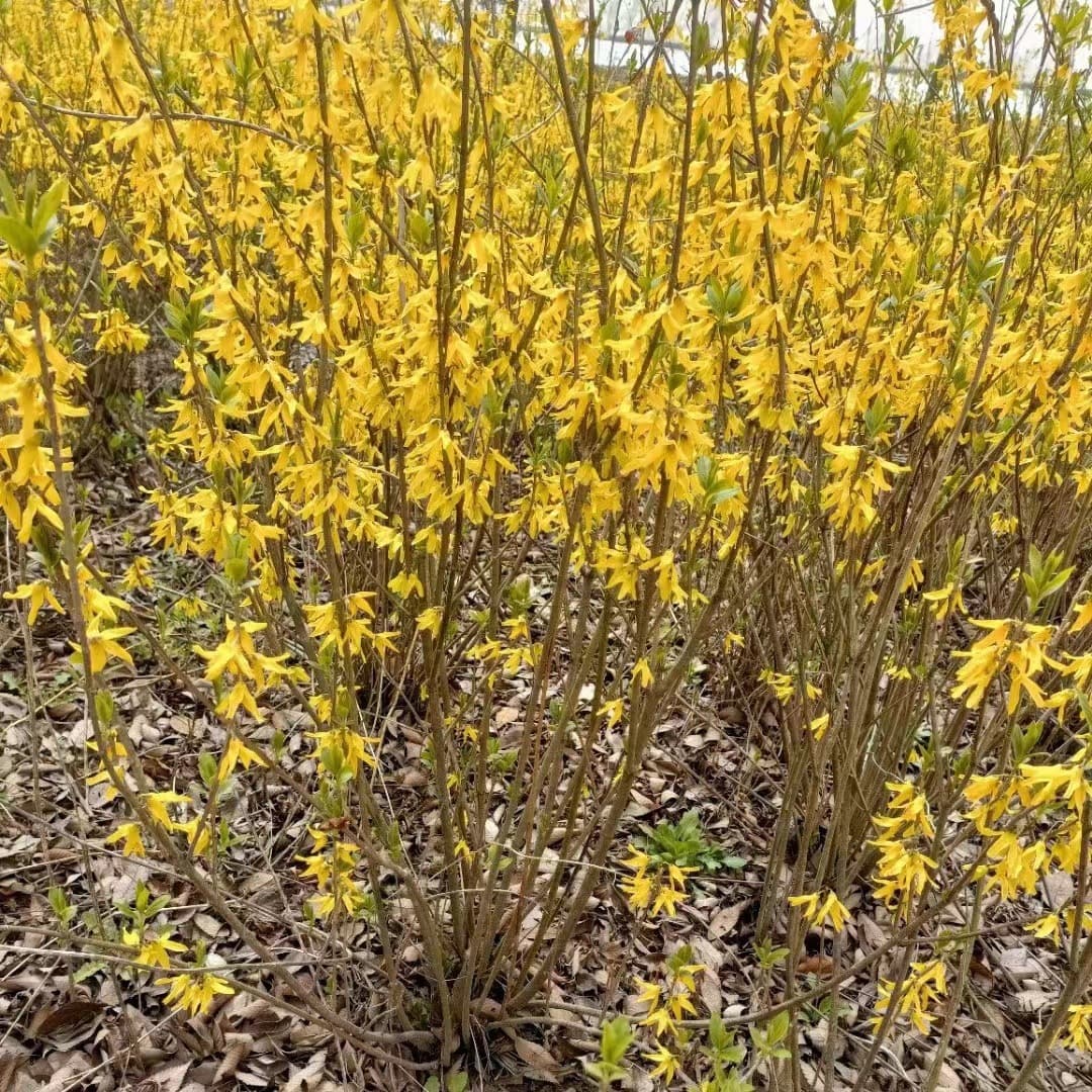 Wholesale Forsythia Seedlings, Landscaping Seedlings, Forsythia Ball, Yellow Tiger, Garden Climbing Flower, Landscape Trees