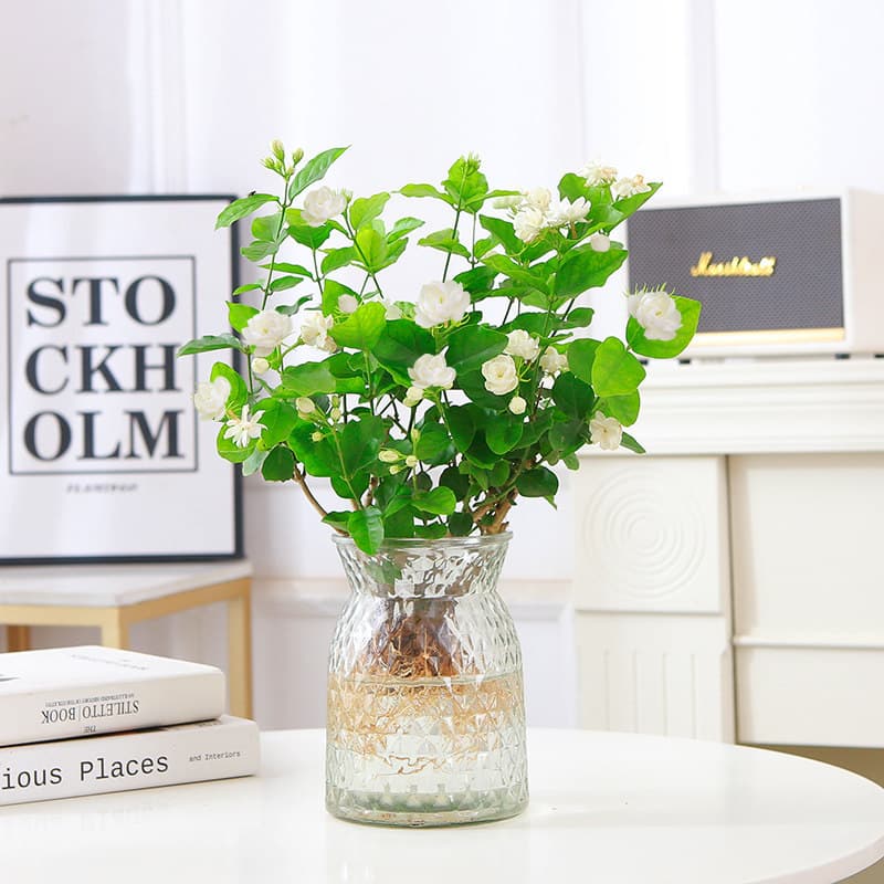 Hydroponic Jasmine Potted Plant Indoor Water Cultivation Flowering Plant Office Desktop Aquatic Flower Seedling Easy to Grow All Year Round