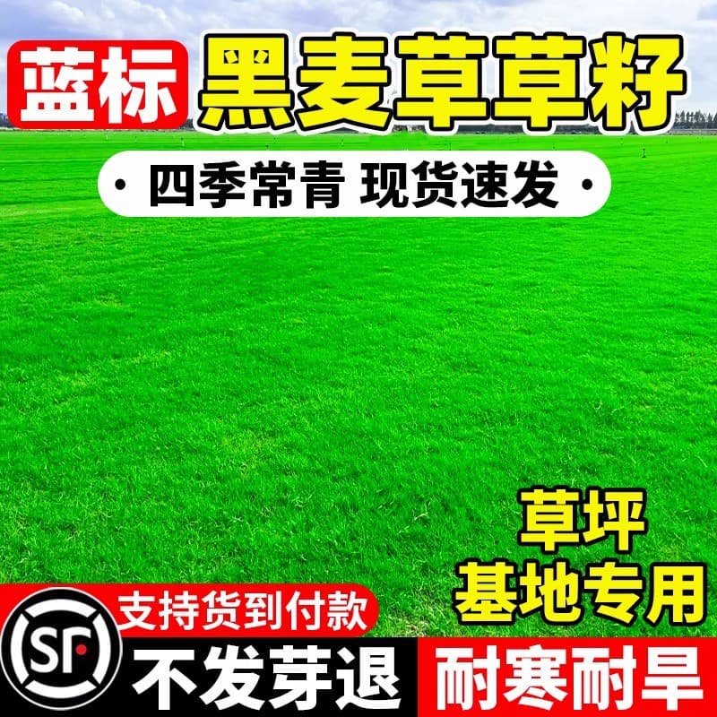 Blue Label Ryegrass Seeds, Evergreen, Cold Tolerant, Low-Maintenance Lawn for Garden Landscaping and Turf Bases