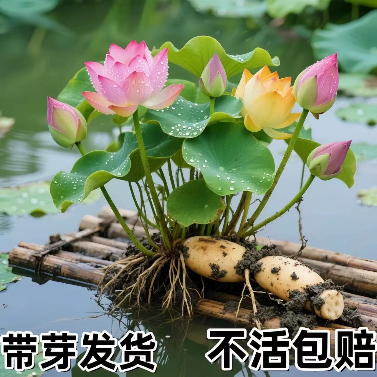 Lotus Potted Plant, Lotus Root Seedlings, Four-Season Ornamental Lotus, Water Plant Pond Flower, Water Lily, Lotus Root Seedlings