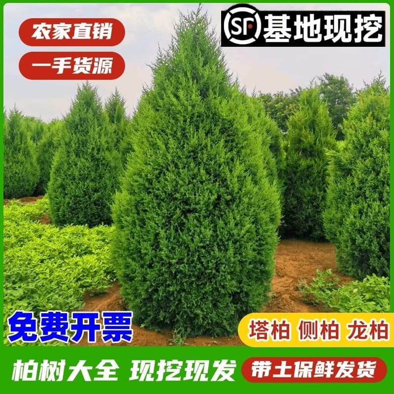 Cypress Saplings - Tower Cypress, Flat Cypress, Arborvitae, Oriental Arborvitae, Round Cypress, Pine, Pagoda Cypress, Dragon Cypress, Evergreen Landscaping
