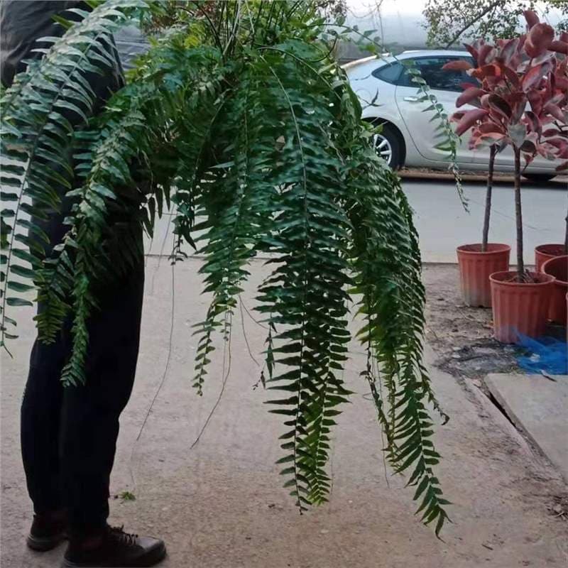 Overlord fern huge long-leaf kidney fern Boston fern large pot hanging fern kidney fern living room indoor potted rainforest fibrous roots