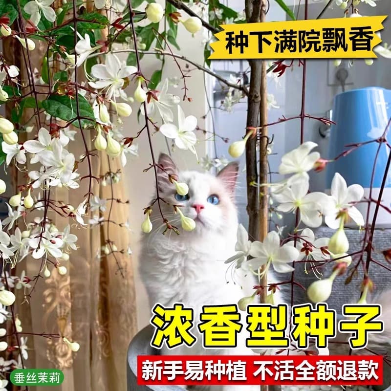 Jasmine flower seed seed climbing plant easy to live four seasons open sowing flowering indoor and outdoor plant seed