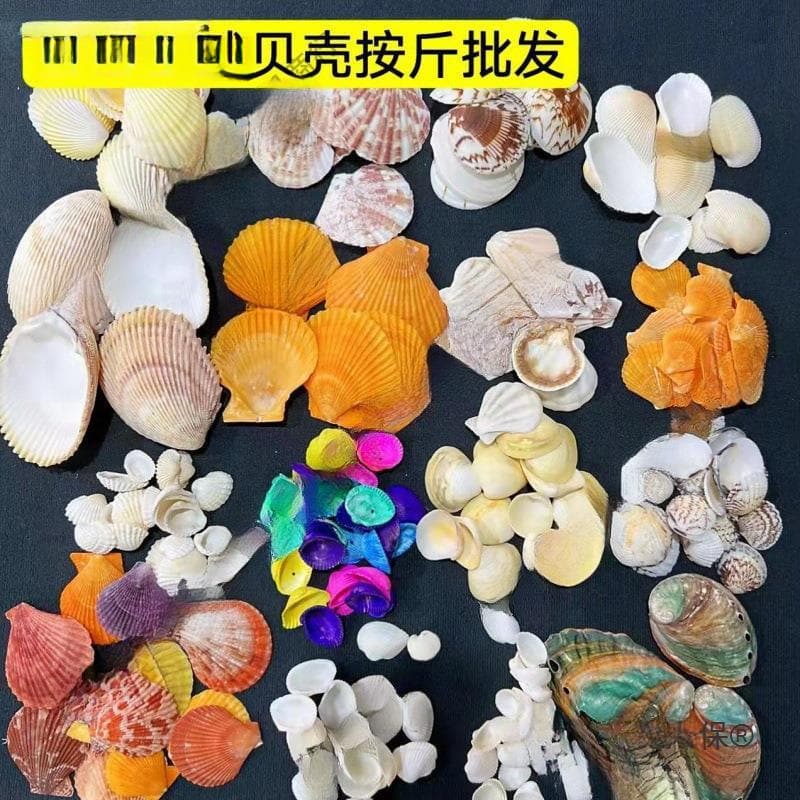 Shells Natural conch shells wholesale by the pound Source of origin Fish tank landscaping crafts supplies 1-9