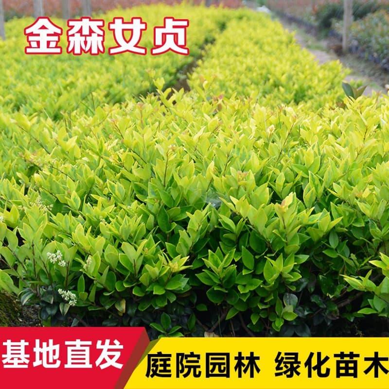 Jinsen Ligustrum lucidum seedlings, fence seedlings, courtyard projects, green color block seedlings, colorful four-season evergreen seedlings, large and small cup seedlings