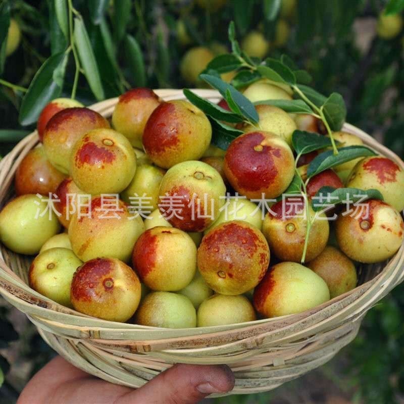 Jujube Tree Seeds, Large Green Jujube Seeds, Red Jujube, Cold-Hardy, Potted Fruit Tree Seeds, High Germination Rate
