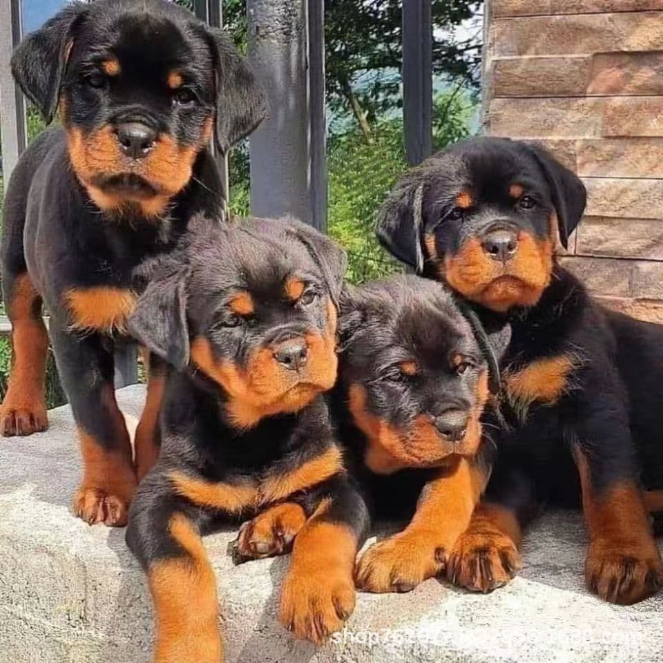 Wholesale Rottweiler Large Dog Riot Dog Puppy Live Dog Purebred German Shepherd Guard Dog Small Dog Working Dog