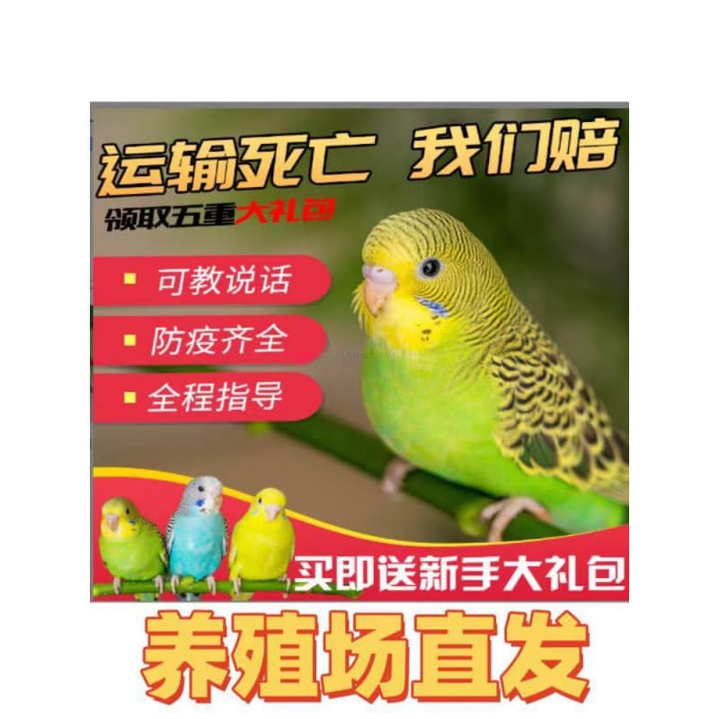 Teng Tiger Parakeet Live Bird Small to Medium Talking Pet Bird Hand-Fed Cockatiel Baby Bird