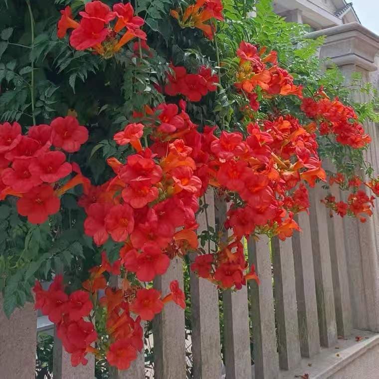 Trumpet Creeper Seedlings, Climbing Plant, Four-Season Blooming, Courtyard Greening Old Stump Potted Tree, Firecracker Flower Large Seedlings