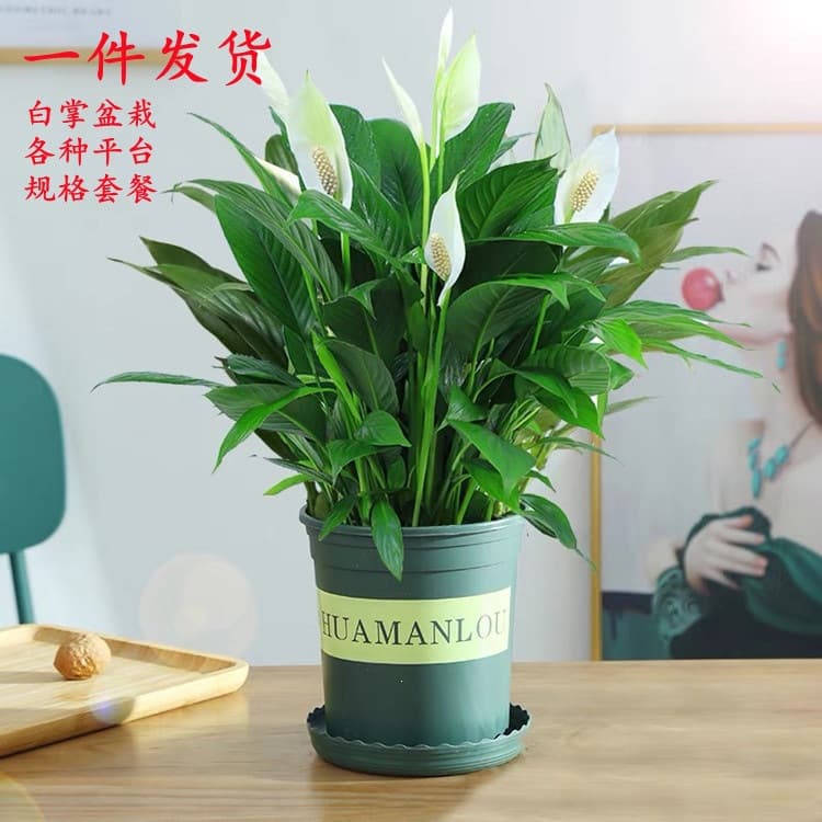 Peace Lily Potted Plant, Smooth Sailing Hydroponic Plant, Indoor Easy-Care Flower, Large Potted Green Plant, Water Cultivation Anthurium, Four-Season Blooming