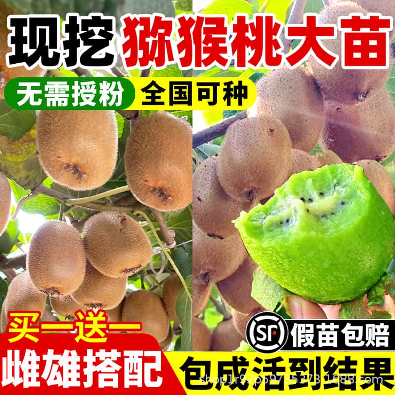 Kiwi fruit seedlings, red-fleshed soft jujube kiwi seedlings, grafted with *Xu Xiang* variety, bearing fruit year-round, suitable for planting in both northern and southern regions.