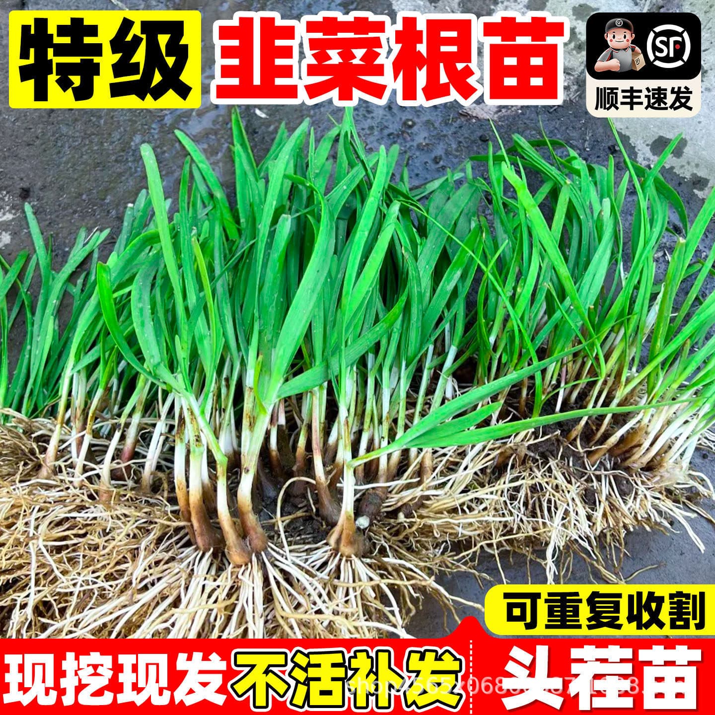 Leek root seedlings perennial four-season potted balcony planting old root purple-red root broad-leaf leek seedlings vegetable seedlings