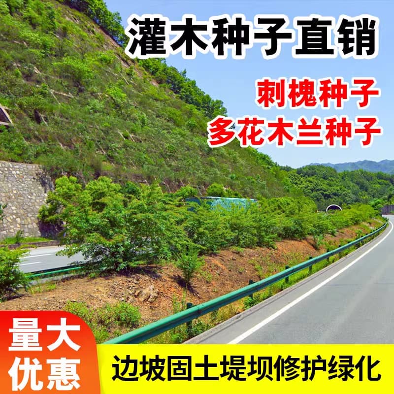 Evergreen shrub grass seeds for slope protection, soil stabilization, Amorpha fruticosa, Robinia pseudoacacia, road greening, mine reclamation grass seeds