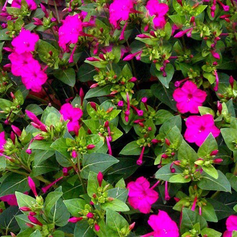 Purple jasmine seeds are sown and bloomed in all seasons, night primrose and mine flower seeds are planted in the balcony and courtyard to repel mosquitoes and rouge flowers.
