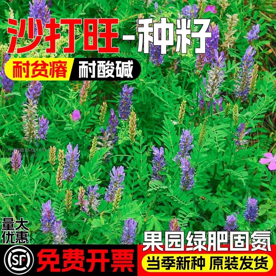 Astragalus adsurgens seeds, salt-alkali tolerant pasture seeds, soil improvement, orchard green manure, wind and sand fixation, slope protection, greening grass seeds