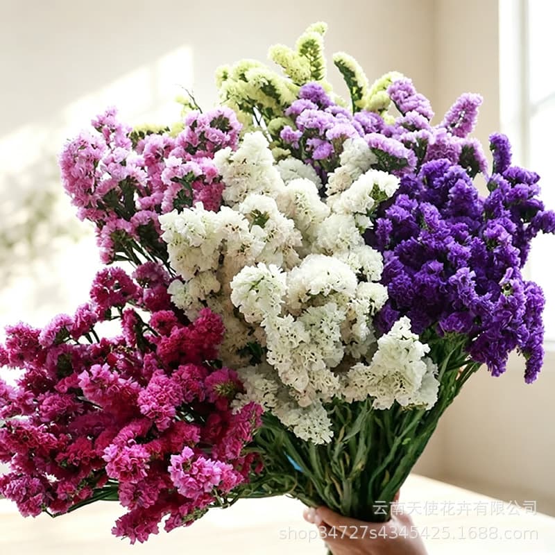 Preserved flower forget-me-not dried flowers absorb color green stems forget-me-not dried flowers preserved flowers home decoration real flower manufacturers wholesale