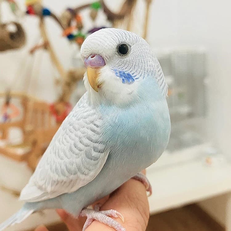 Talking Parrot Live Bird Hand-Fed Budgie Baby Birds Pet for Children Kids