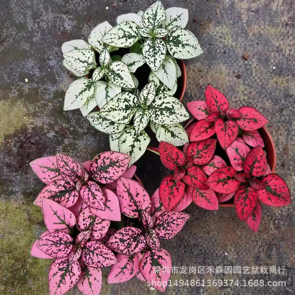 Polka Dot Plant (Hypoestes phyllostachya) Red Splash, Frost Point, Outdoor Balcony Courtyard Living Room Plant, Evergreen Flower