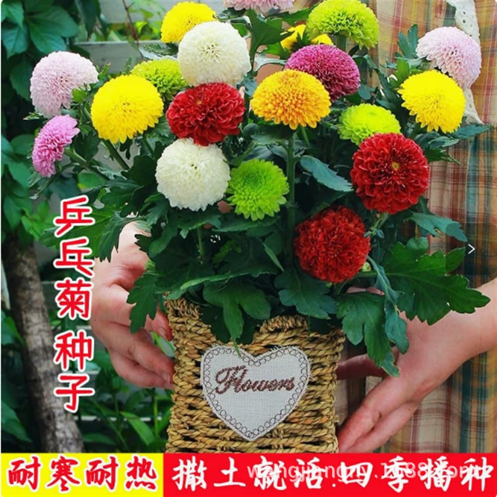 Candy Daisy Seeds, Year-Round Blooming, Pompom Chrysanthemum, Seven-Color Pompom Chrysanthemum, Flower Garden Courtyard Seeds for Outdoor Planting