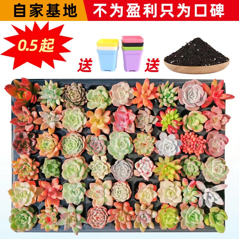 Wholesale succulent plants, flower combinations, potted plants, large succulents, indoor gifts, direct shipping from nursery, cacti