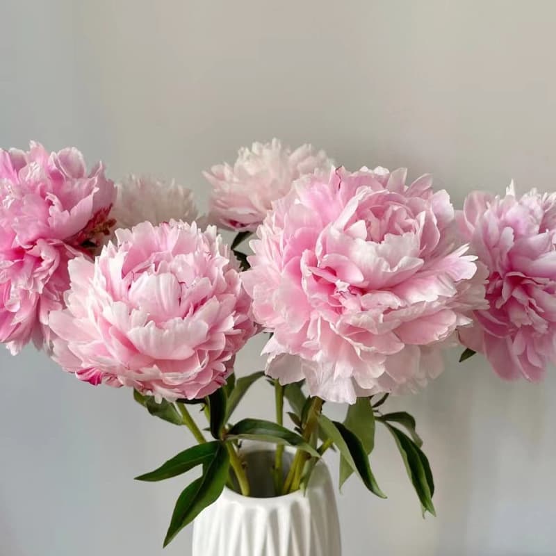 Double Peony Fresh Flowers Direct from Yunnan, Fresh Cut Flowers for Home Dining Table Decoration, Vase Hydroponic Flowers