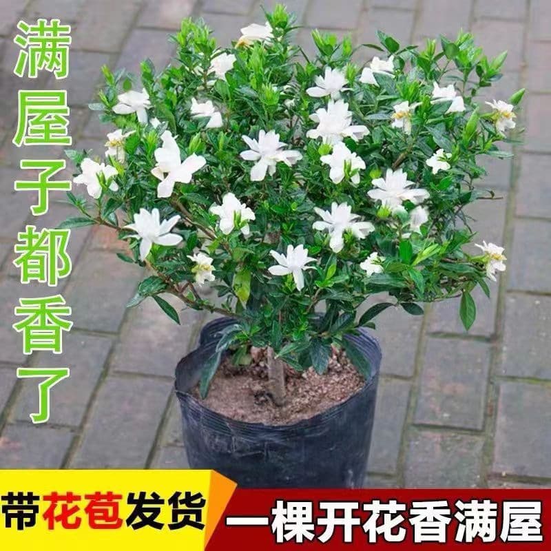 Gardenia jasminoides small-leaf fragrant variety for balcony and courtyard year-round planting, easy-care for lazy gardeners