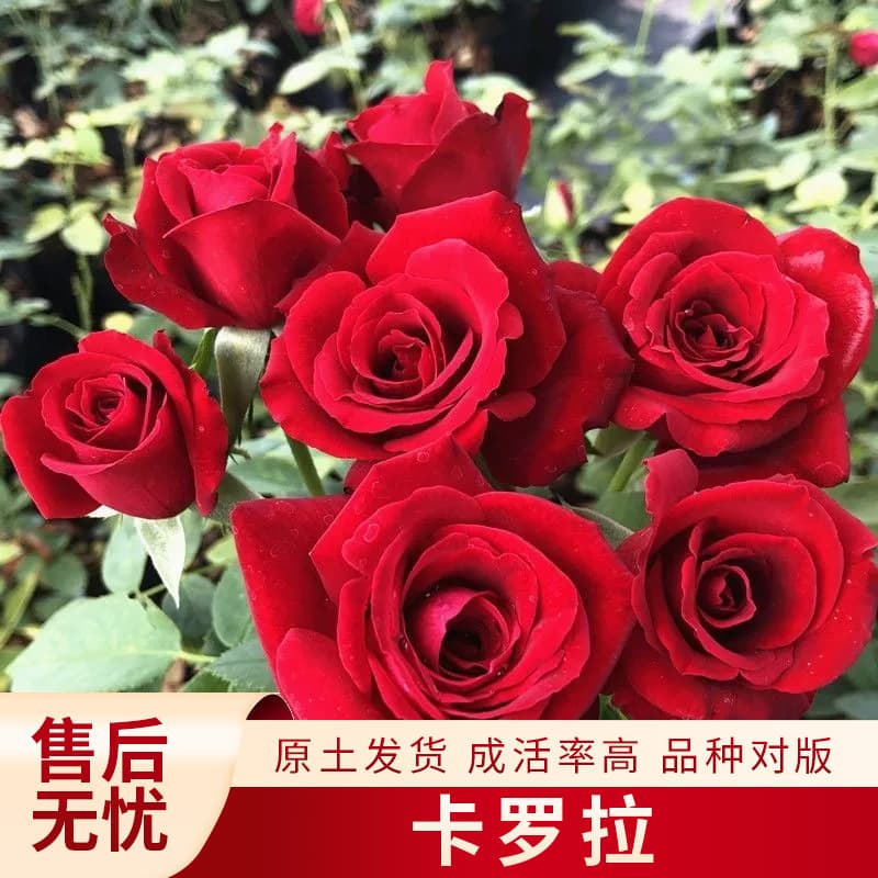 Bright Red Corolla High Plateau Red Frequent Blooming Rose Shrub Potted Plant Balcony Garden Four-Season Outdoor Flower Seedling