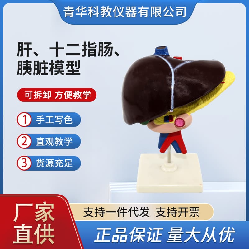 Qinghua 33216 Liver, Duodenum, Pancreas Biological Model - Biology Science Education Instrument - Human Organ Medical Model