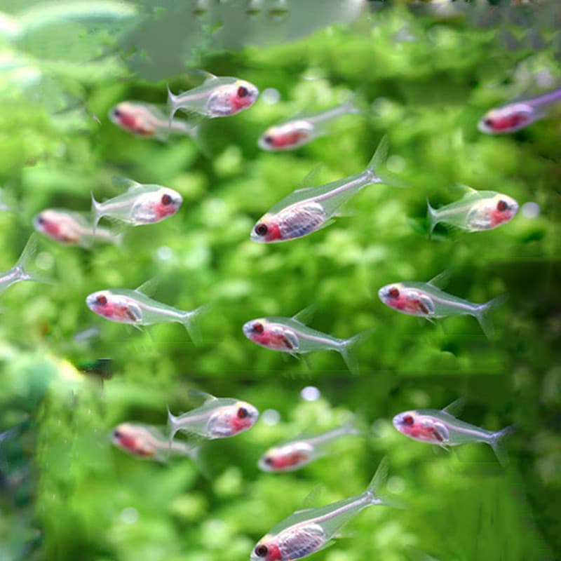 Live Red-bellied Glass Fish, Small Tetra Fish, Transparent Planted Aquarium Fish, School Fish, Tropical Ornamental Fish Wholesale