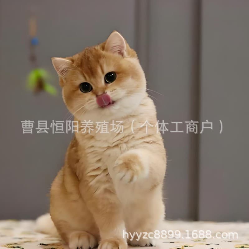 Purebred British Shorthair Golden Shaded Kittens, Silver Shaded, Blue Golden Live Kittens, Dual Bloodline Kittens