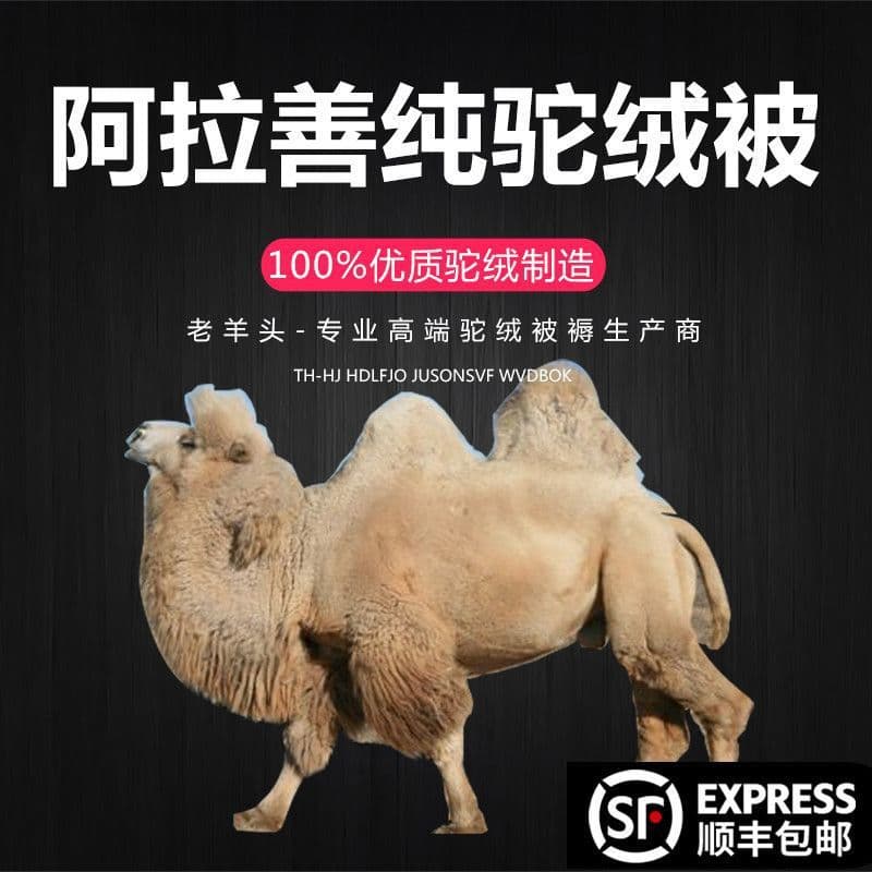 Pure Camel Wool Quilt Pure Cotton Thick Winter Single/Double Student Filler Spring/Autumn Wool Quilt Direct from Manufacturer