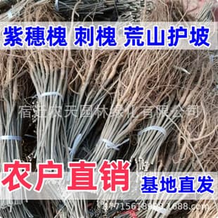 False Indigo Tree Seedlings for Sand Fixation and Slope Protection, Shrub, Chinese Scholar Tree Seedlings, Locust Tree Seedlings, Cold and Drought Tolerant, Soil Conservation, Greening Seedlings