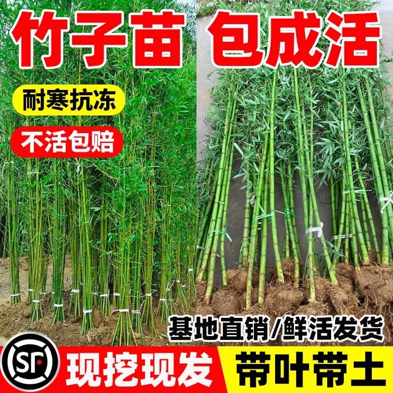 Bamboo seedlings planted in the ground, cold-resistant for northern courtyards, ornamental early garden bamboo, large moso bamboo, gold-inlaid jade-inlaid bamboo, arhat bamboo, purple bamboo seedlings