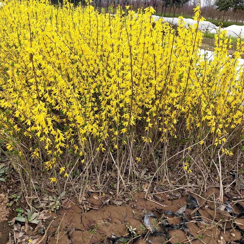 Landscaping Climbing Flower Forsythia Seedlings Forsythia Suspensa Golden Bell Flower Yellow Tiger Tree Garden Plants Free Shipping