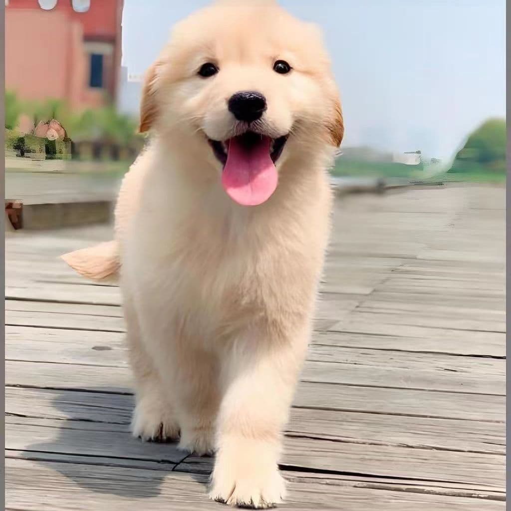 Purebred live Golden Retriever puppy, guard dog, medium-sized dog for elderly people