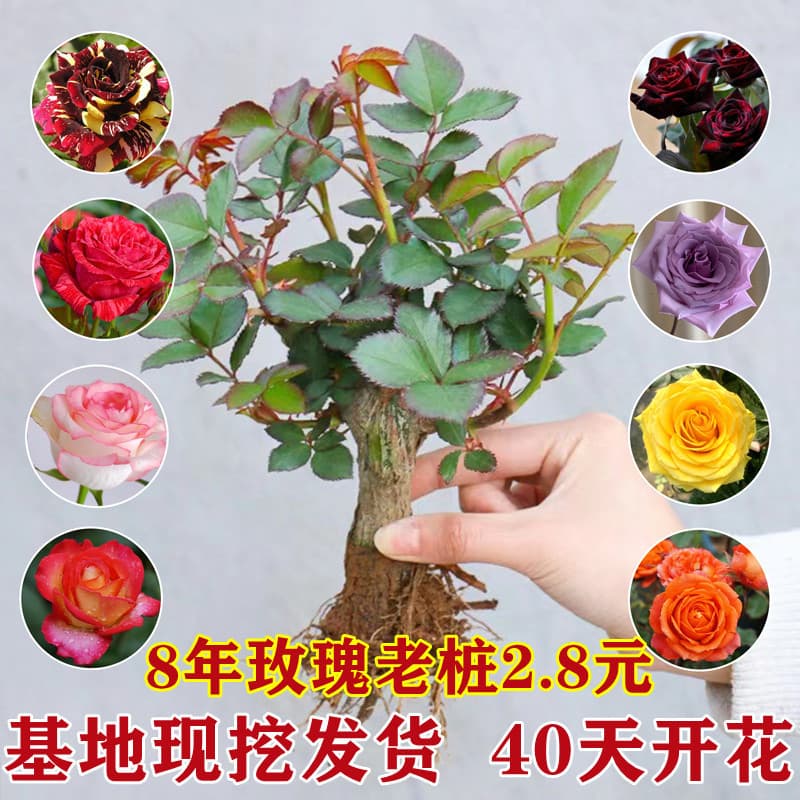 Dropshipping Rose Seedlings, Four-Season Blooming Potted Flower Plants, Old Rose Stumps, Rose Tree Seedlings, Climbing Roses