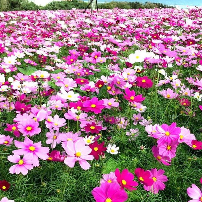 Four-season blooming wildflower mix seeds: Cosmos, Portulaca, Sunflower seeds for garden balcony potted flowers