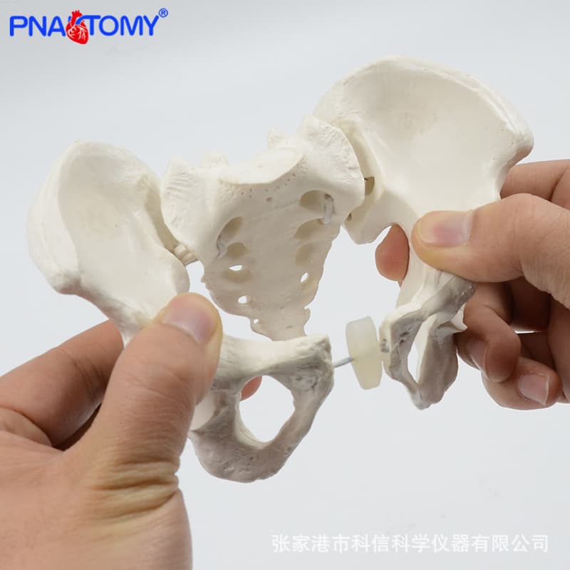 Mini Movable Pelvis Model Flexible Rotatable Skeleton Anatomy Physiotherapy Teaching Tools Sacrum Hip Bone Joint Model