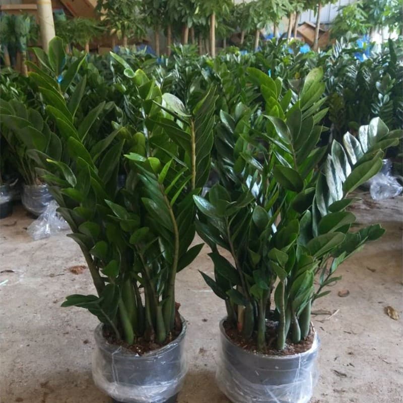 Money tree bonsai, large money string, small money tree, suitable for indoor living room and balcony, evergreen and beautiful all year round