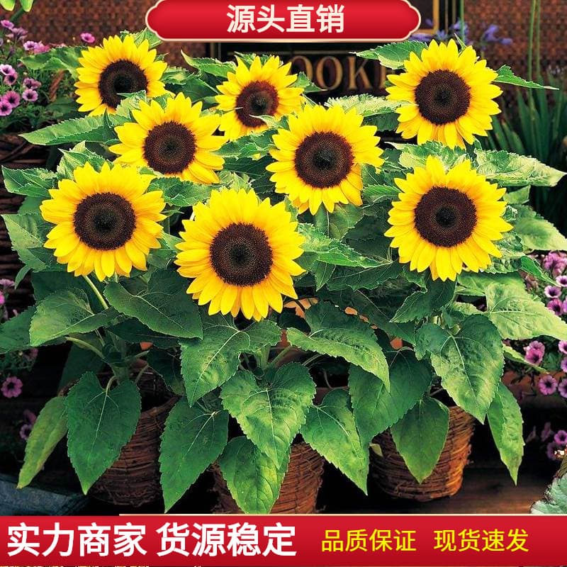 Sunflower Seeds for Balcony Dwarf Four-Season Potted Edible Sunflower Seeds Ornamental Sunflower Seeds