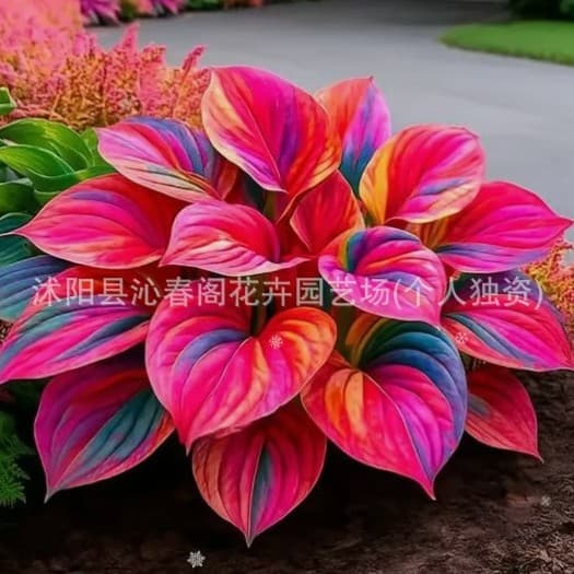 Hosta seeds, perennial herbaceous flowering plant, easy to grow year-round, white-calyxed white crane flower, garden potted plant seeds.