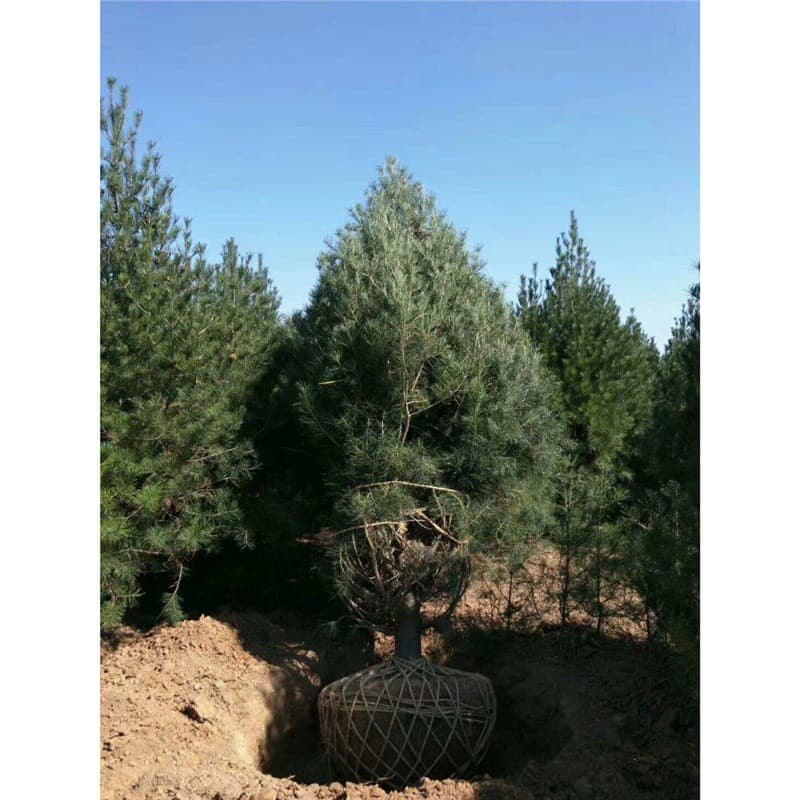 White Pine Sapling Landscape Tree Evergreen Courtyard Scenic Road Shaped Tree White Pine Small Bonsai Tree