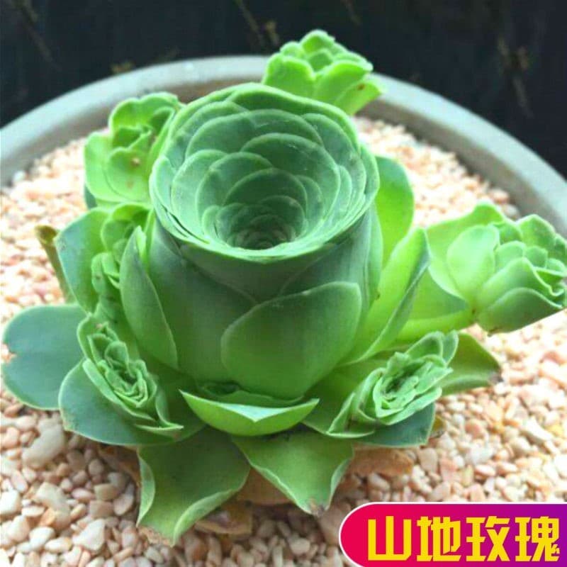 Mountain Rose Succulent Plant, Large Size, Easy to Grow, Indoor Combination Potted Plants, Flowering Greenery, Premium Succulents
